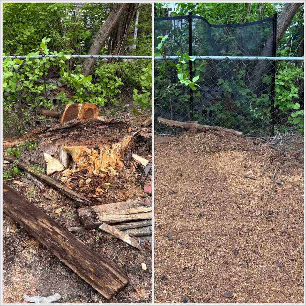 Stump grinding before and after in Central Ontario