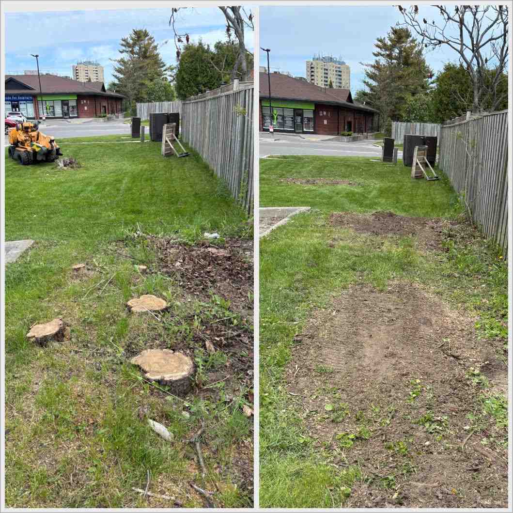 Stump removal before and after in Central Ontario