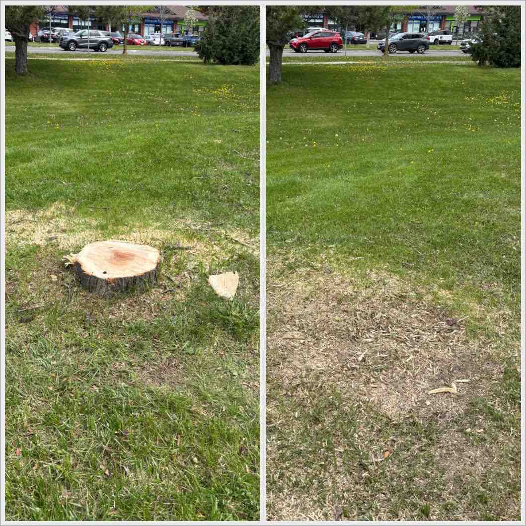 Backyard stump removed by Lightning Stump Removal