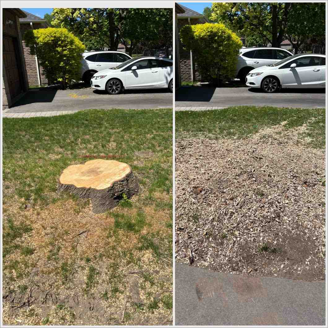 Stump removal result, same day, Central Ontario