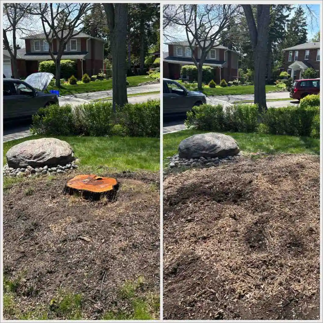 Stump removal before and after in Northumberland County