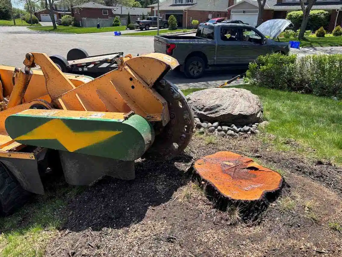 Carlton 7015 grinding a hardwood stump